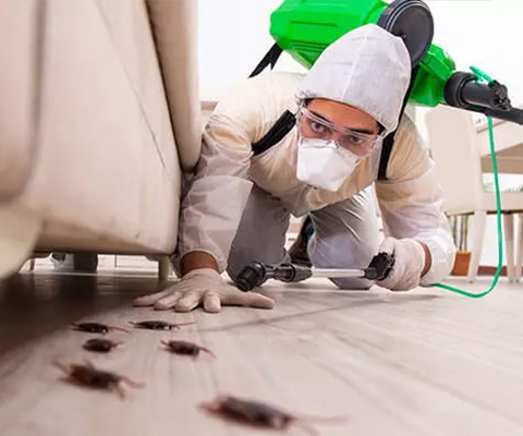 Cockroach Control