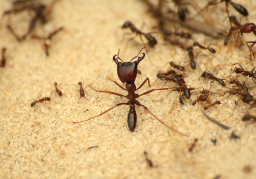 Ant Control in Abu Dhabi