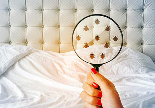 Bedbugs Control Services in Abu Dhabi