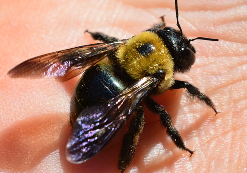Bees Control in Abu Dhabi