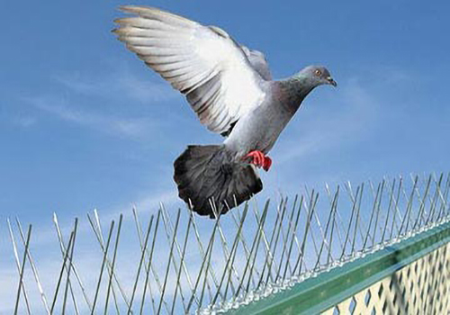 Birds Control in Abu Dhabi