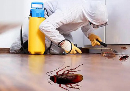 Cockroach Control Services in Abu Dhabi