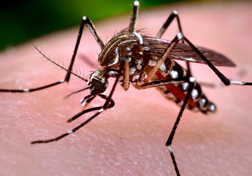 Pest Control Company in Abu Dhabi