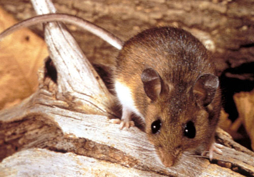 Rodent Control in Abu Dhabi