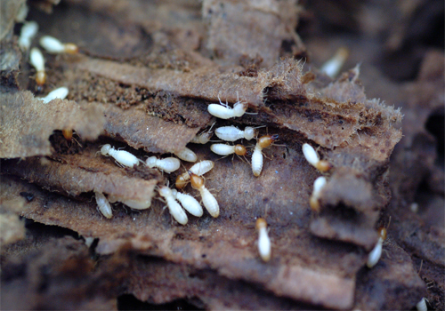 Termite Control in Abu Dhabi